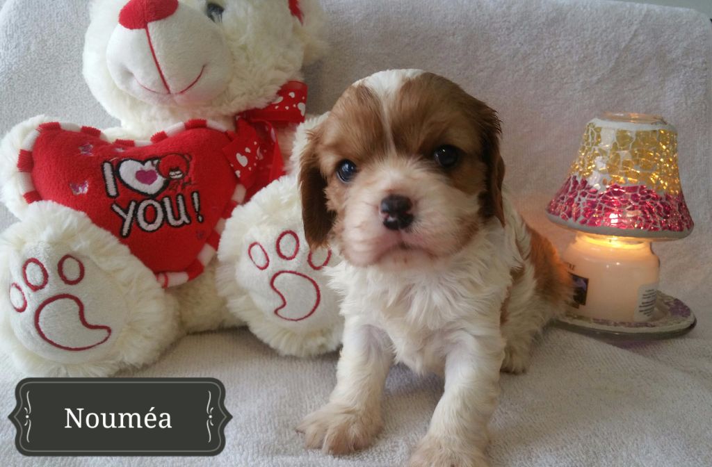 Du Domaine De Trinheim - Chiots disponibles - Cavalier King Charles Spaniel