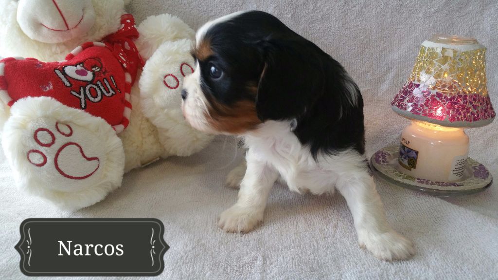 Du Domaine De Trinheim - Chiots disponibles - Cavalier King Charles Spaniel