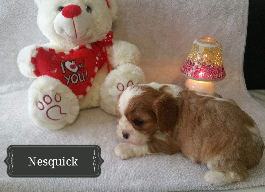 Du Domaine De Trinheim - Chiots disponibles - Cavalier King Charles Spaniel