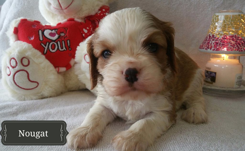 Du Domaine De Trinheim - Chiots disponibles - Cavalier King Charles Spaniel