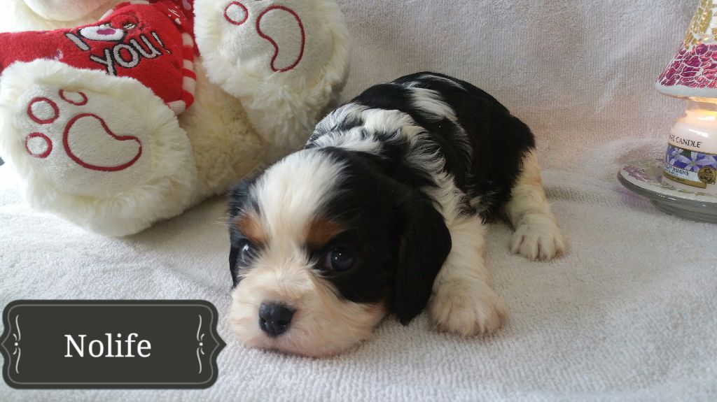 Du Domaine De Trinheim - Chiots disponibles - Cavalier King Charles Spaniel